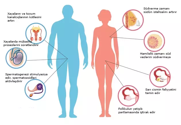 SXEM: Prolaktinin cinsiyyət sisteminə təsirləri